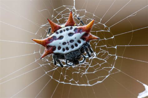 are spiny backed orb weaver spiders poisonous